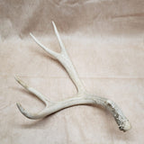 Mule Deer Shed Antler #10276023