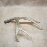 Mule Deer Shed Antler #10276023