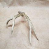 Mule Deer Shed Antler #10276023