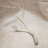 Mule Deer Shed Antler #10276024
