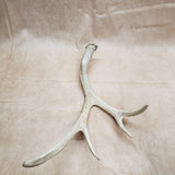 Mule Deer Shed Antler #10276024