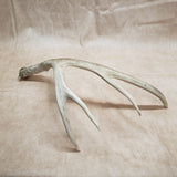 Mule Deer Shed Antler #10276024