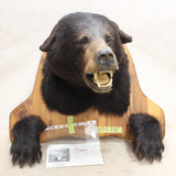 Black Bear Mount #05136838