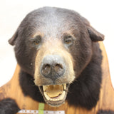 Black Bear Mount #05136838