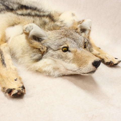 Coyote Pelt #06305810