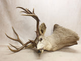Mule Deer Mount #07216838