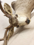 Mule Deer Mount #07216838