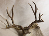 Mule Deer Mount #07216838