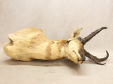 Pronghorn Mount #07216839