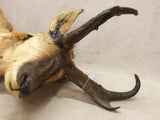 Pronghorn Mount #07216839