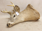 Whitetail Mount #07216840