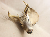 Whitetail Mount #07216840