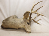 Mule Deer Mount #07216841