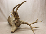 Mule Deer Mount #07216841