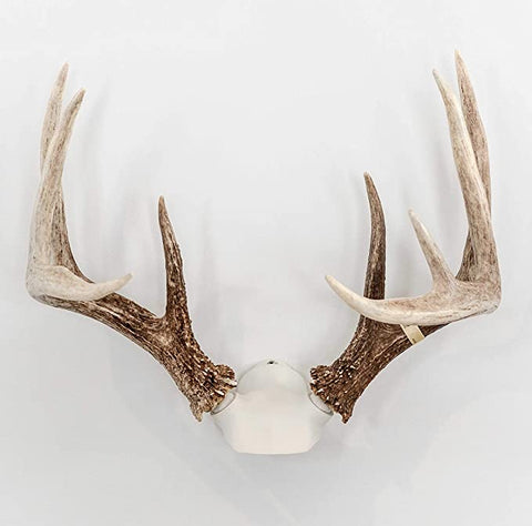 Antlers on mount